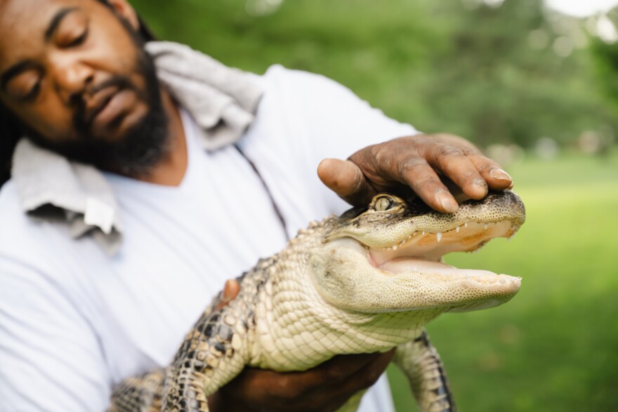 Tony Jennings holds Dior, his four-year-old alligator, in Forest Park on July 14, 2026.