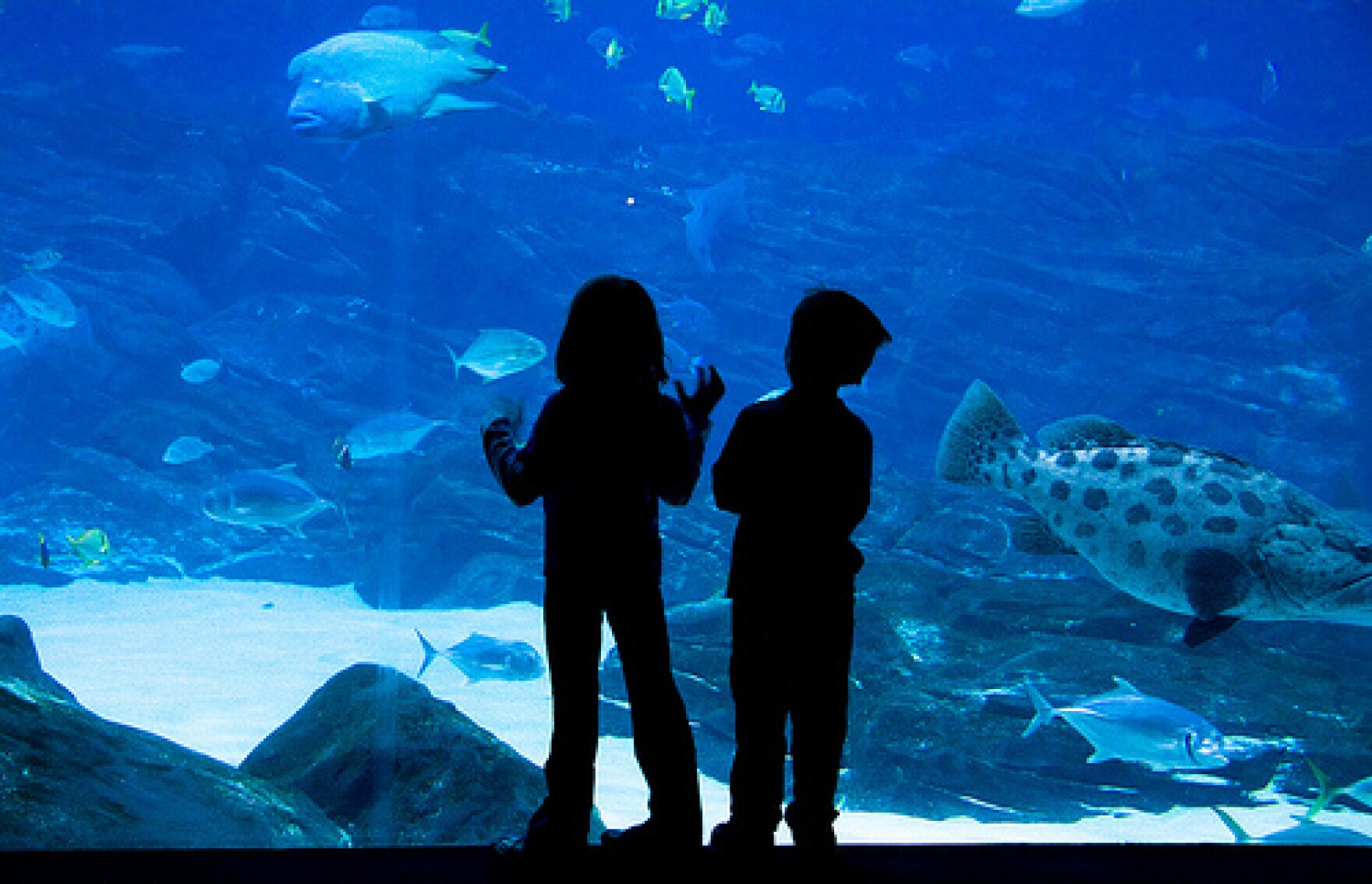 Aquarium Coming to Austin in November KUT Radio, Austin's NPR Station