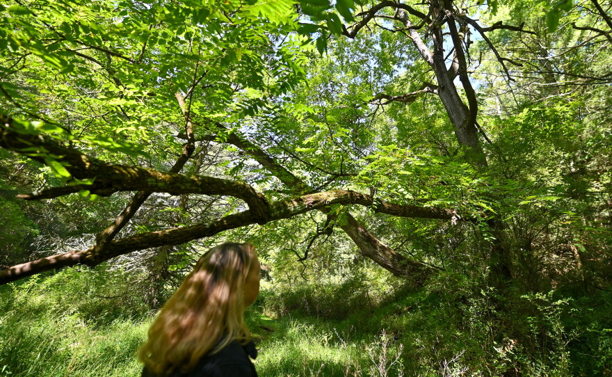 Robin Tracey, Environmental Education Specialist at Tuscarora State Park, looks at a black walnut tree at the park.