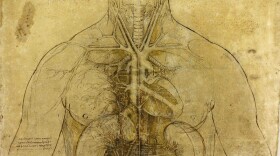 Cropped edit of natomical drawing, showing heart and lungs.