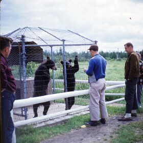 Photo of "Bears at Rhinelander" 1951, Public Domain