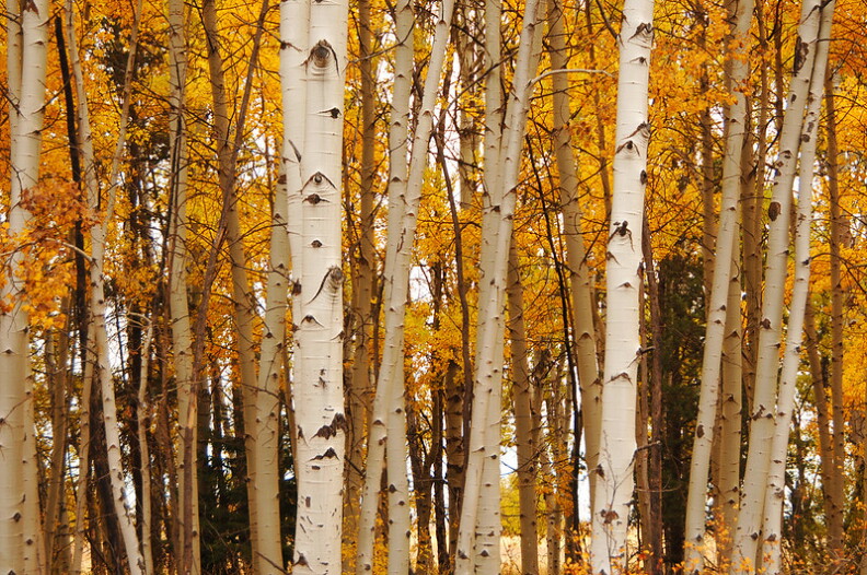 Birch trees in fall.