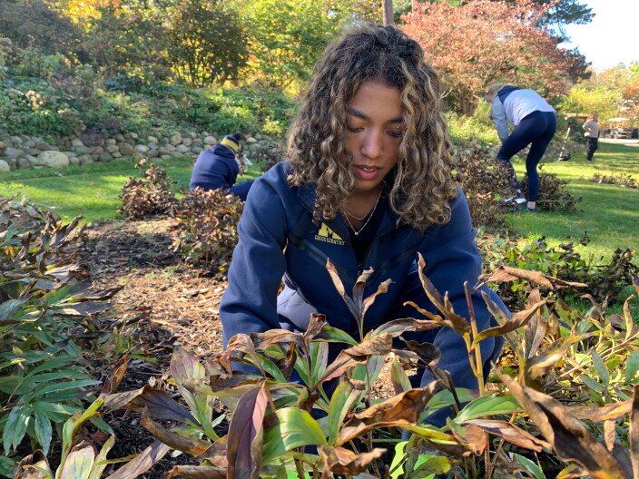 University of Michigan women's cross country team member Penelopea Gordon cuts back peonies at Nichols Arboretum, Sunday, Oct. 18, 2026, in Ann Arbor, Mich. (AP Photo/Mike Householder)