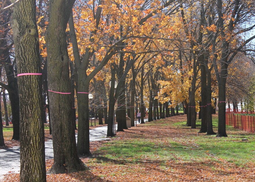 The trees that are slated for removal on the Arch grounds are marked with a pink ribbon. 