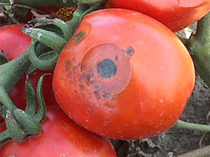 tomato disease