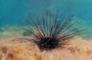 Sea urchin with spiny tentacles 