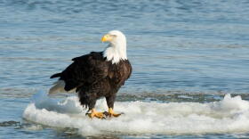 Image courtesy of Missouri Conservation Department
