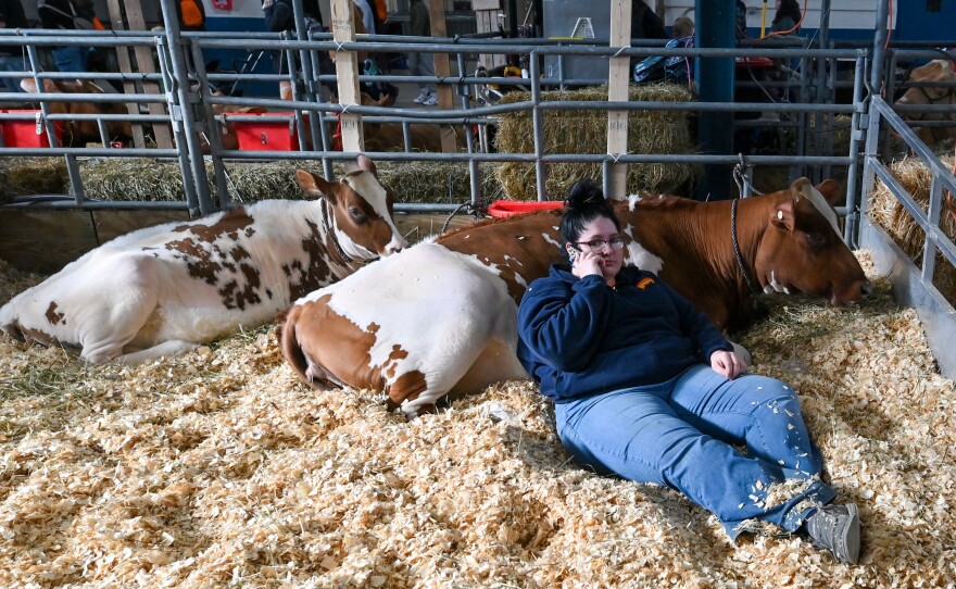 Haley Leonard, 17, of West Moreland lays on her cow, Jaguar, while making a phone call at the Pennsylvania Farm Show.