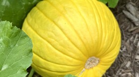 A pumpkin growing on the vine.