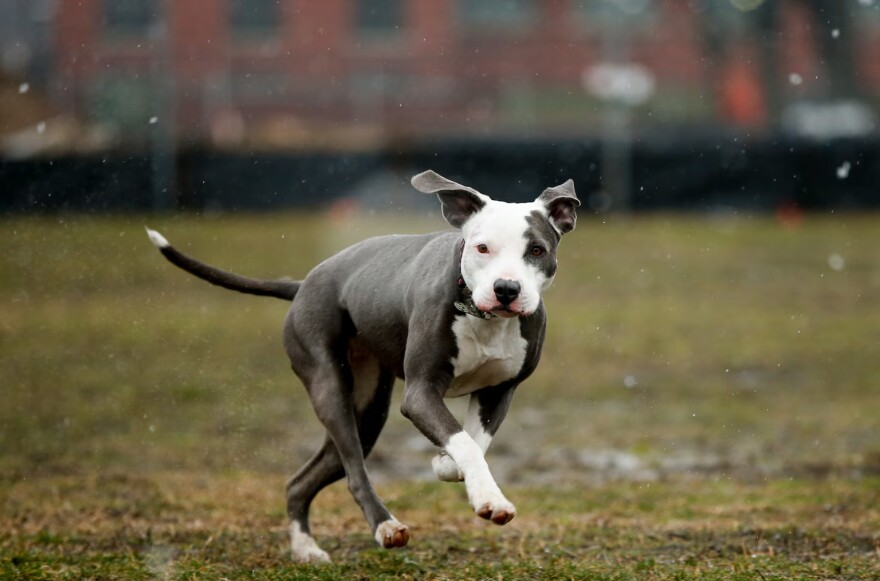 Pit bull is not a specific breed but an umbrella term generally applied to dogs with muscular bodies and broad heads. (Andrew Harnik/AP)