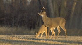 Chronic wasting disease — a fatal illness that eats away at the brains of deer, elk and moose — threatens wildlife and hunting economies across the Midwest and Great Plains.