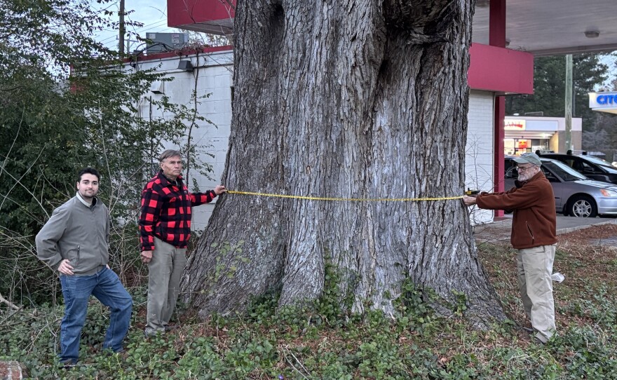 From left: Dylan Kania, Byron Carmean and Gary Williamson, collectively known as the "Tree Amigos," demonstrate measuring Virginia's national champion American elm in Chesapeake on Thursday, Dec. 4, 2025.