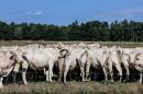 Cows graze on a grass field at a farm in Schaghticoke, N.Y. The grass-fed movement is based on the idea of regenerative agriculture.