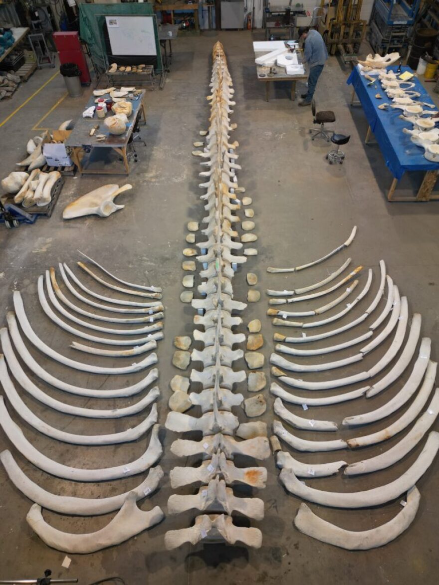 Workers at Dinosaur Valley Studios in Canada lay out cleaned bones of a blue whale that will be reassembled this year outside the Hatfield Marine Science Center in Newport.