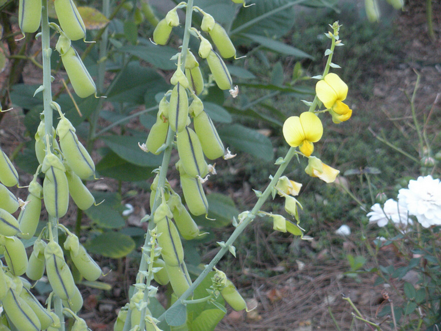The Seed Pod of this Plant Rattles When You Shake It South Carolina