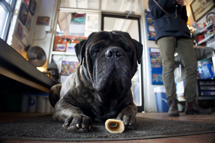 A big black dog sits close to the camera. There's a bone underneath his paw.