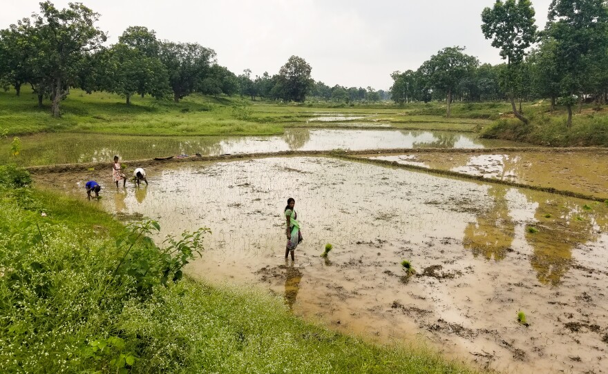 Women harvest rice in rural Jharkhand, one of India's poorest states, where at least a dozen people have died from starvation amid glitches in welfare distribution.