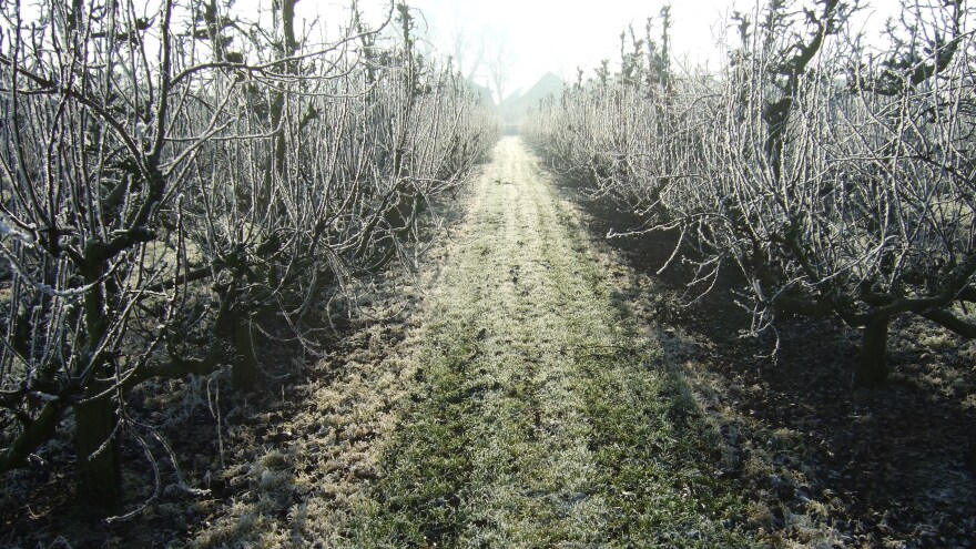 Frigid temperatures help set buds that will turn into flowers in spring, then into fruits and nuts in summer.