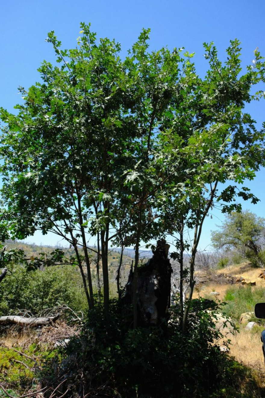 A Black Oak, whose acorns are a staple of the Yokuts, blossoms after being charred by the Creek Fire.