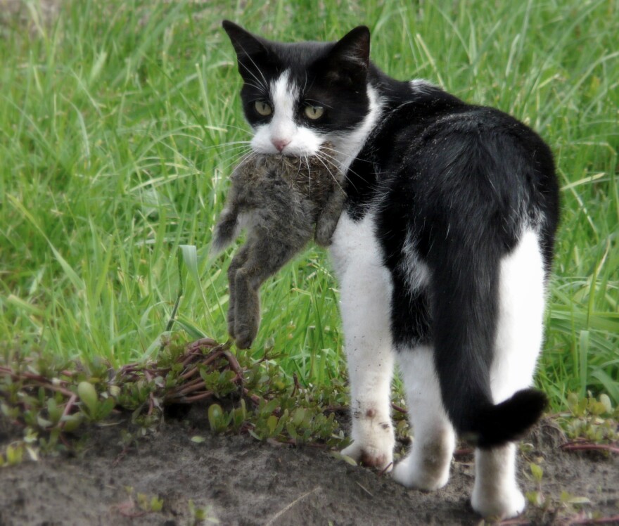 Cat_eating_a_rabbit.jpg