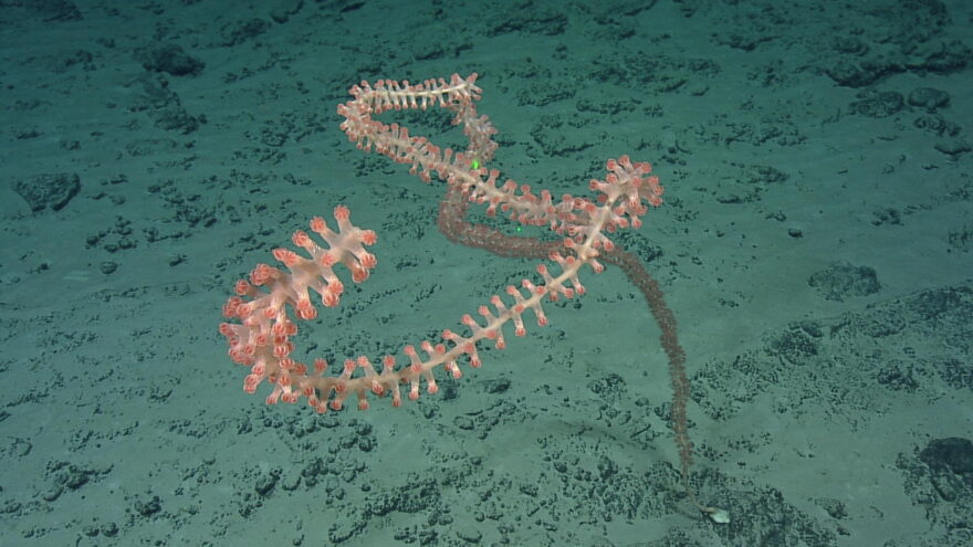 Bamboo coral
