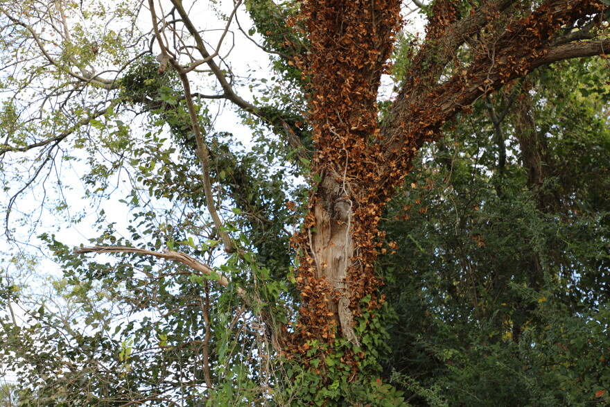 A section of dying ivy leaves on a tree worked on by the Coastal Invasive Removal Team in Norfolk on Sunday, Oct. 18, 2026.