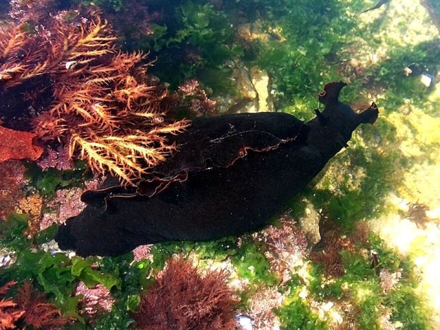 A Black Sea Hare.
