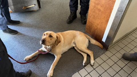 Aerial view of Lambeau as he is lying down. He is looking up at his handler Katie Nelson who isn't in frame of the photo.