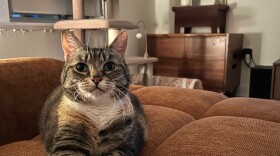 Cat sitting on couch. Cat has fur with gray stripes, patches of orange and patches of white.