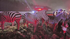 In this photo provided by Grant County Sheriff's Office, animals are rescued by emergency responders after a truck fire near Marion, Ind., early Saturday, Jan. 27.