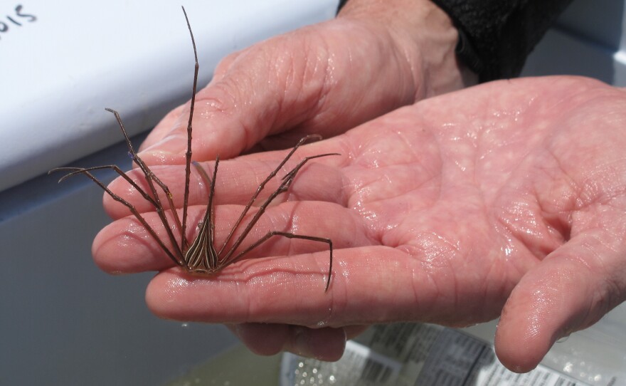 Aquarist Brian Jones caught this arrow crab while collecting specimens from the underwater forest for a new display at the Dauphin Island Sea Lab Estuarium.