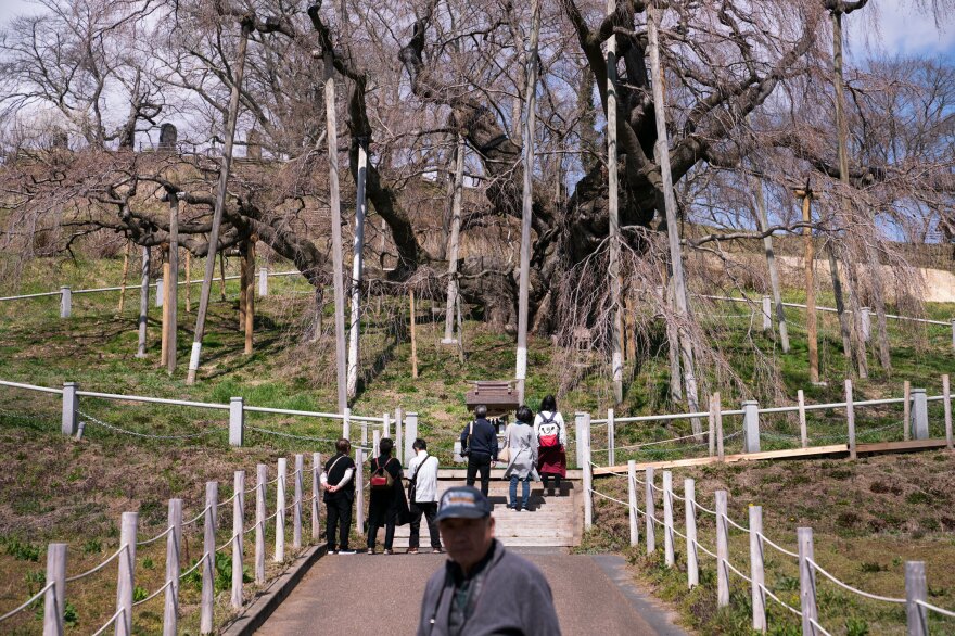 A trickle of tourists visits the Takizakura cherry tree on a sunny afternoon in March, before it bursts into bloom.