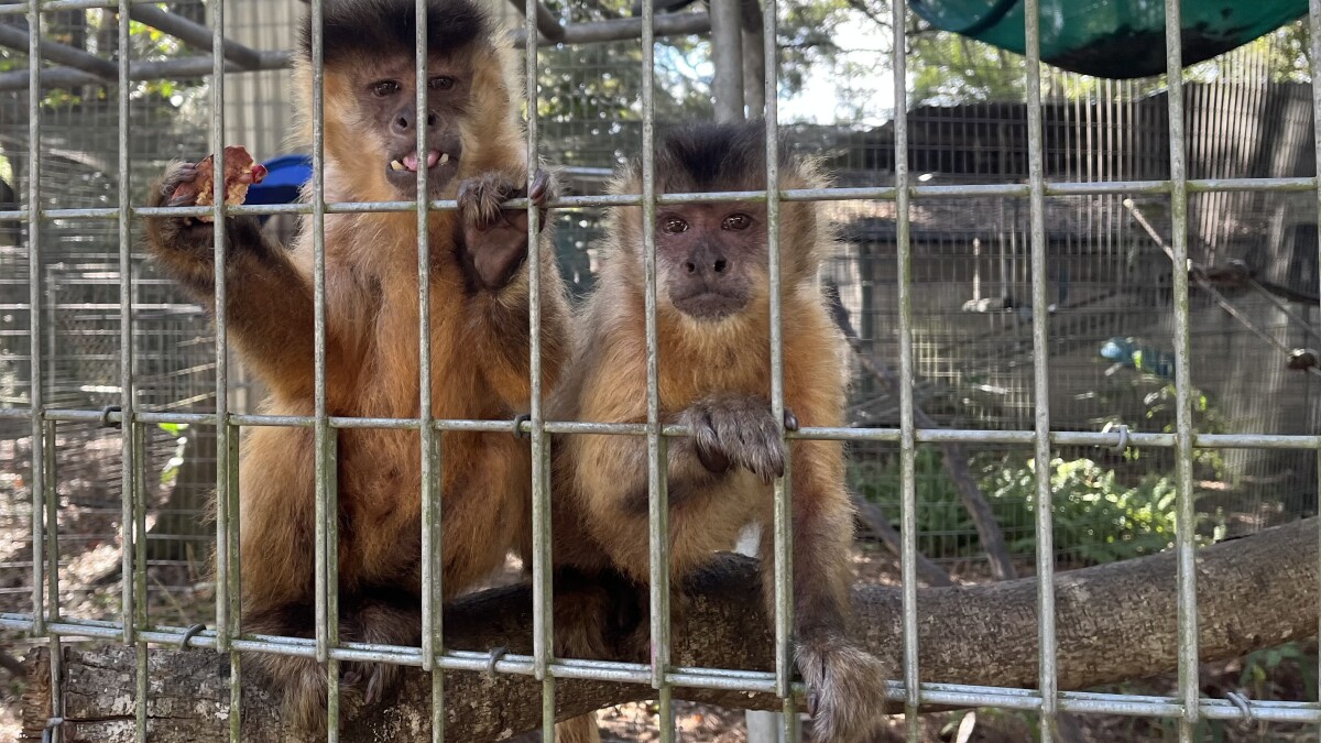 Monkey business: Gainesville primate sanctuary builds hurricane-proof  facilities
