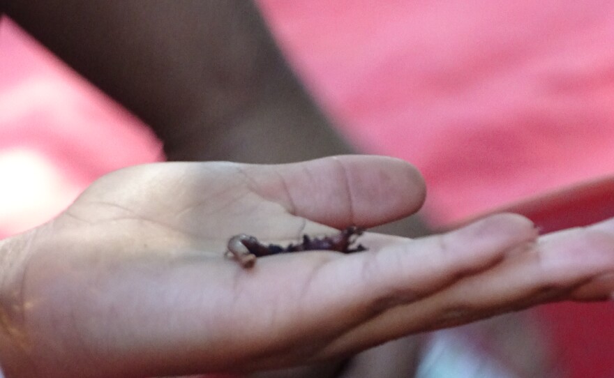... and holds a worm.