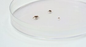 Lone Star ticks are the most often seen ticks in the county.
