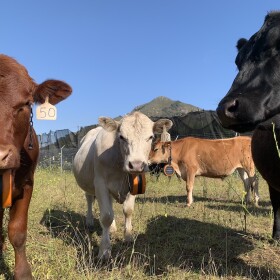 Cattle at Camp San Luis Obispo compliant to follow adaptive reuse of range