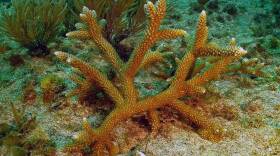 Transplanted staghorn coral under the water showing the normal healthy orange-brown color