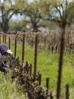 Work continues at a winery in Clarksburg, Calif., last month. Farms are operating as essential businesses amid the coronavirus pandemic.