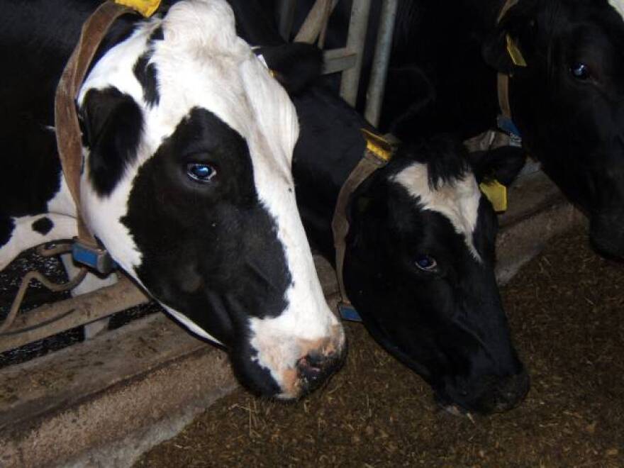 dairy cow