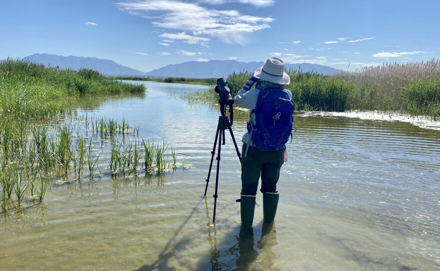 Person stands in water with binoculars counting shorebirds. Vegetation lines either side with water stretching out towards mountains in the background.