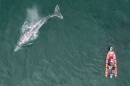 A drone films a grey whale and a research boat