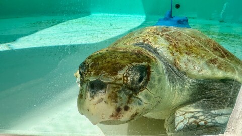 An adult female Kemp's ridley sea turtle is seen swimming in a tank at Loggerhead Marinelife Center