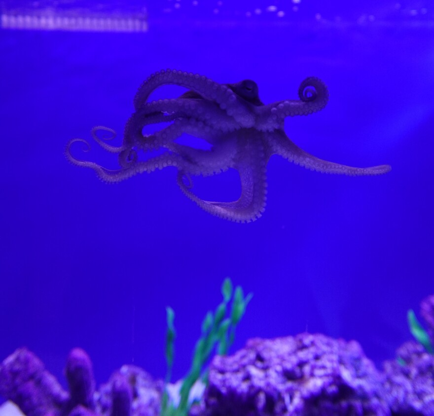 An octopus exhibit in the newly renovated aquarium at the Berkshire Museum in Pittsfield, Ma.