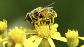 A Hoverfly (family Sirfidae, insects that mimic a bee) covered in pollen from a yellow flower. This insect is very similar to a bee. There are several differences between them, one of them is that bees carry pollen in special structures on their hind legs.