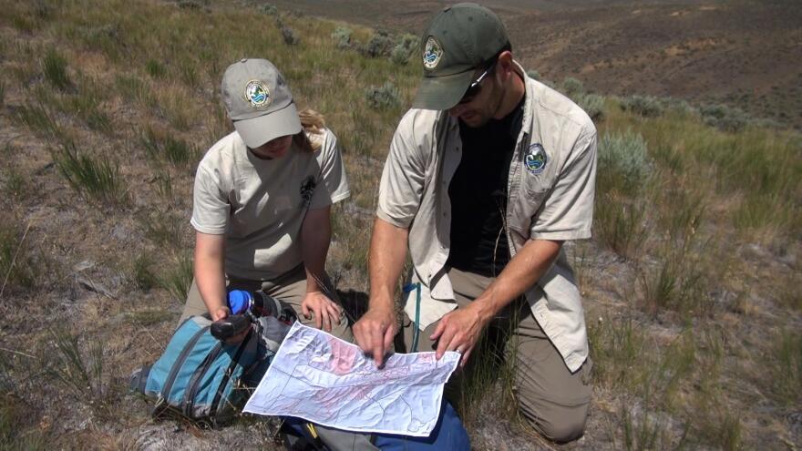 Biologists search for pygmy rabbits at Breezley Hills. It’s important that they document a second population in the state. Photo credit: Courtney Flatt