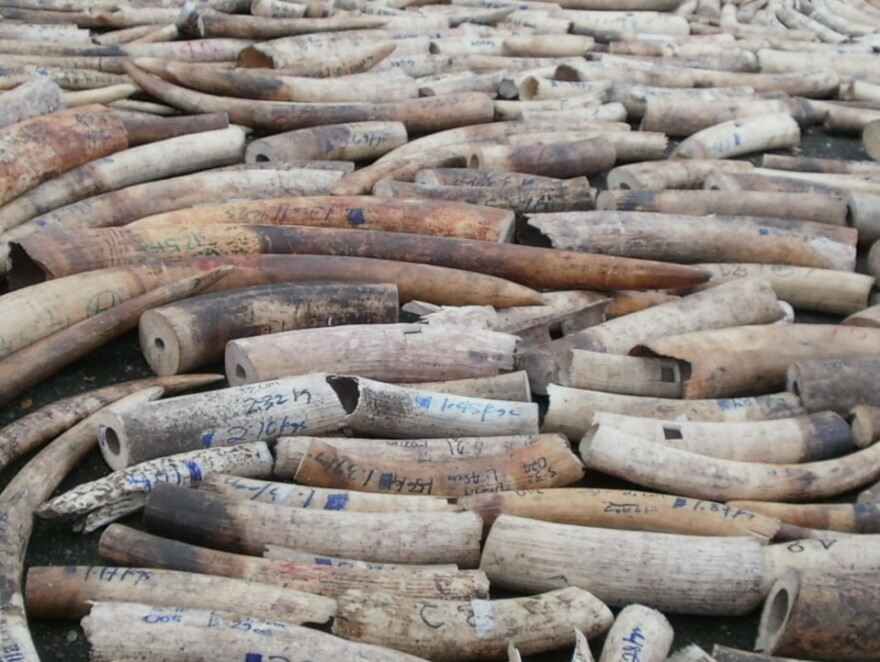 Labeled tusks, ready to be crushed.