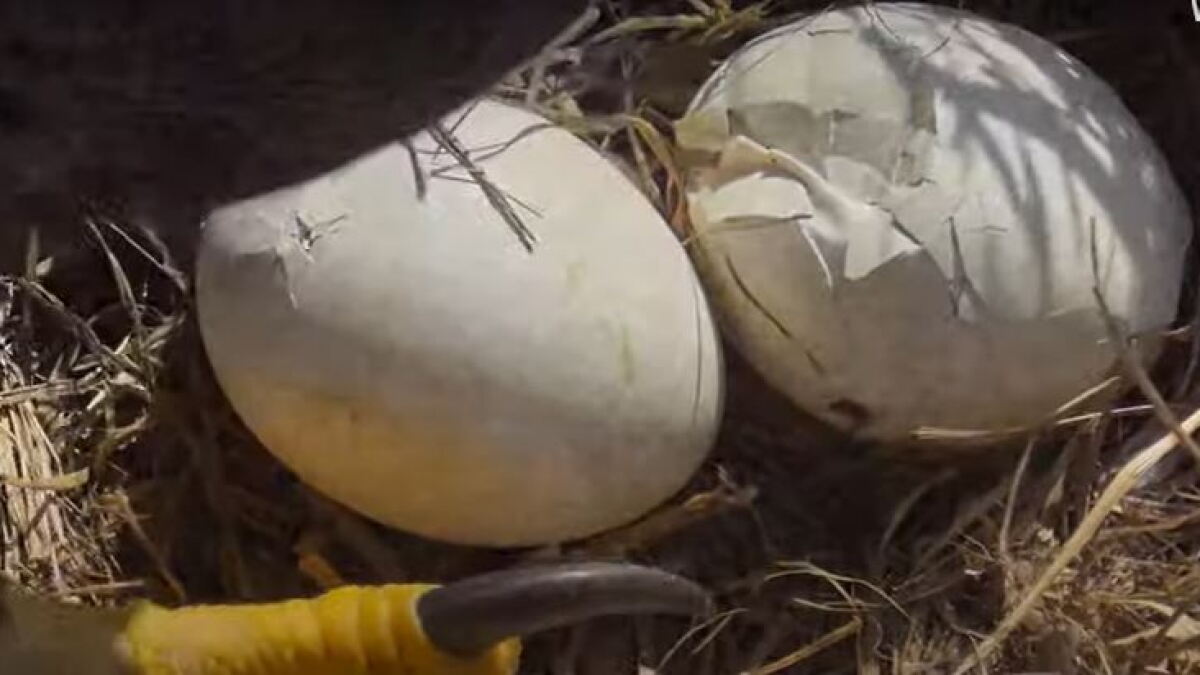 Pips seen in both eggs in North Fort Myers eagle nest; hatch watch commences - Vimarsana News