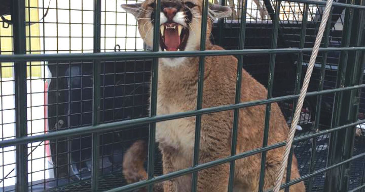 2 Dogs Attacked By Mountain Lion Near Ketchum Boise State Public Radio