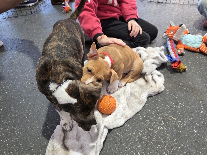 Two puppies wrestle. 