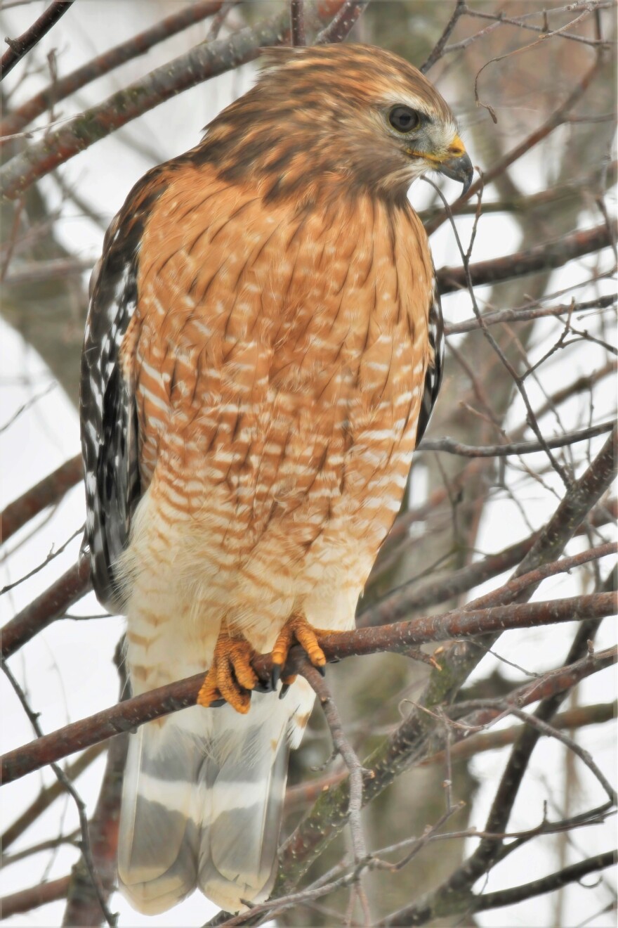 A red-shouldered hawk near Muskegon. This bird of prey is proposed to be removed from the endangered and threatened species list.